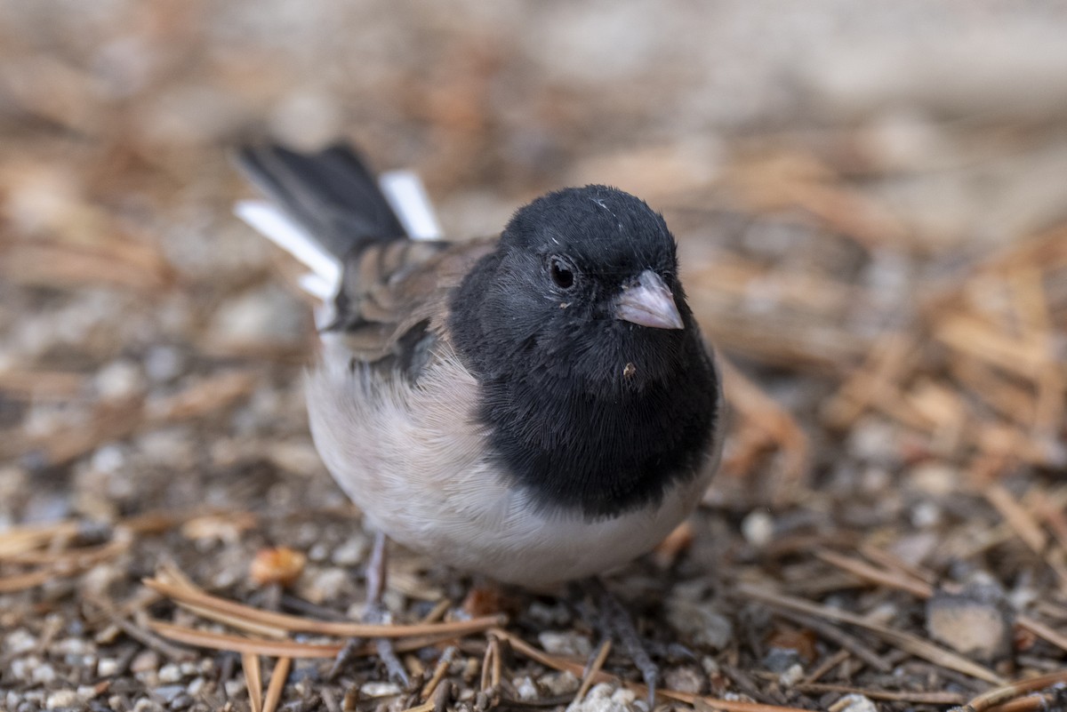 Dark-eyed Junco - ML642092358