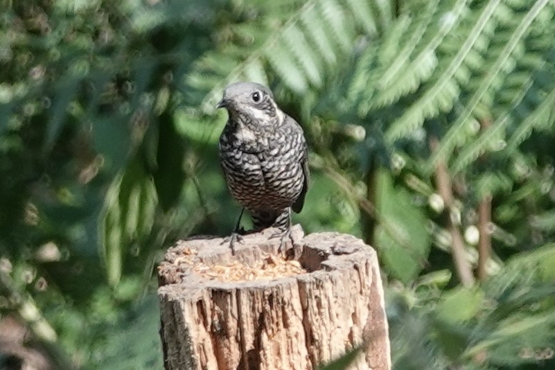 Chestnut-bellied Rock-Thrush - ML642092363