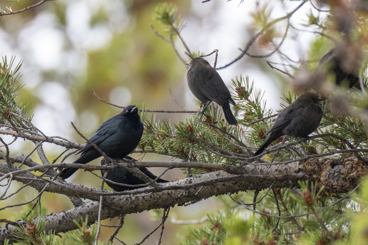 Brewer's Blackbird - ML642092369