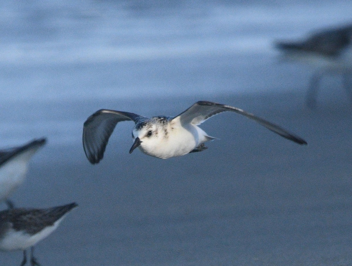 Sanderling - ML642092377