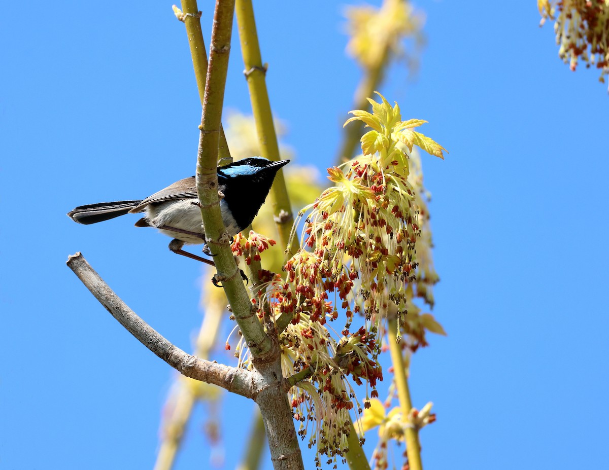 Superb Fairywren - ML642092381