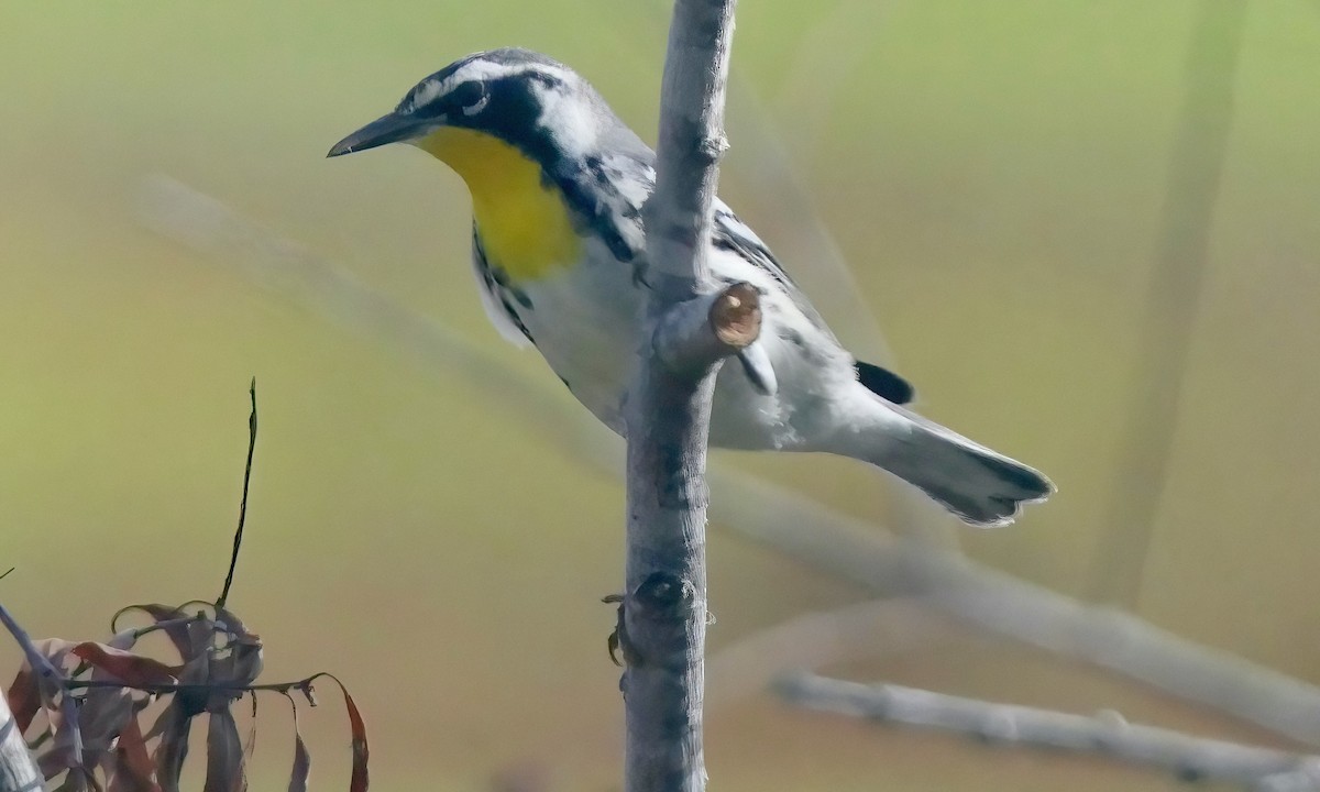 Yellow-throated Warbler - ML642092385