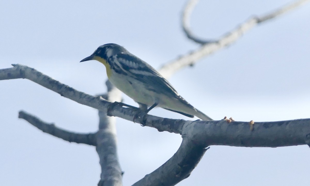 Yellow-throated Warbler - ML642092387