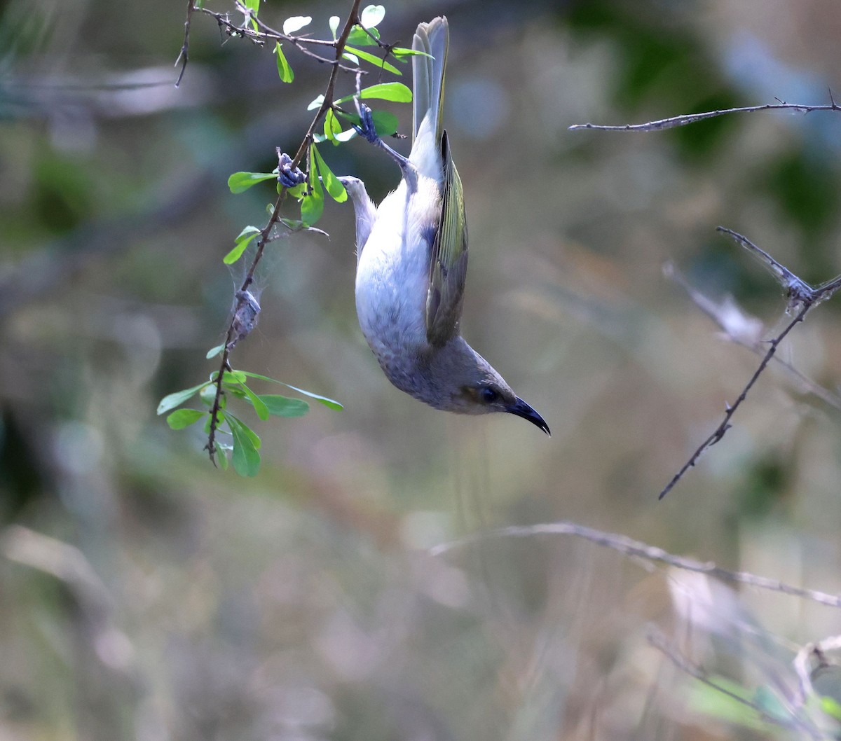Brown Honeyeater - ML642092390