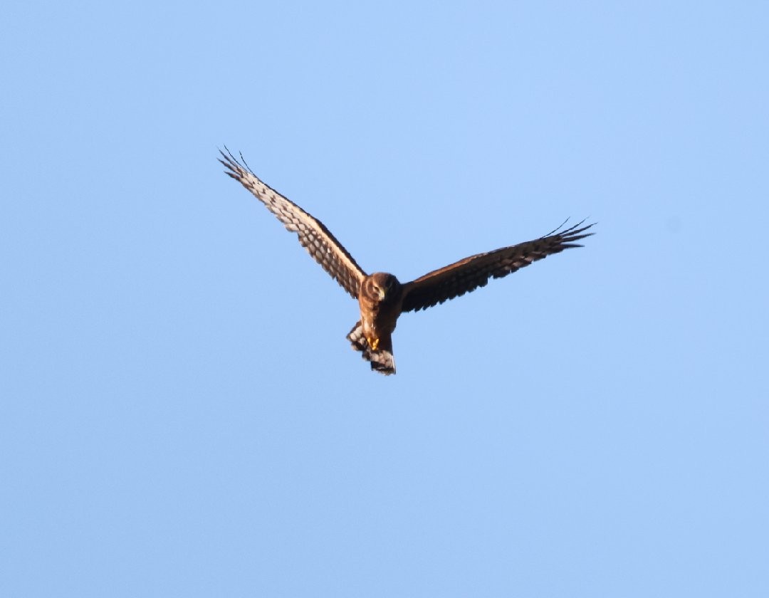 Northern Harrier - ML642092394