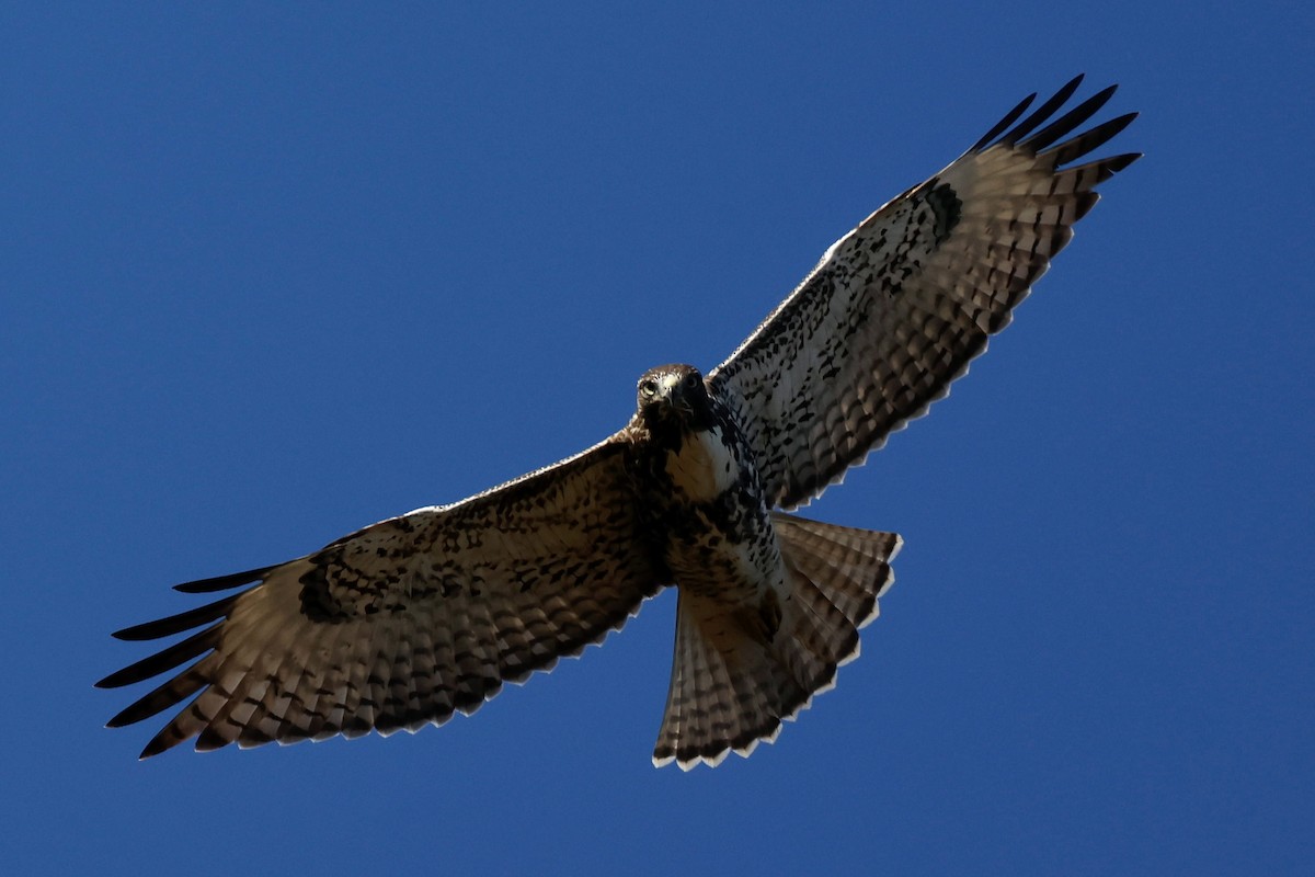 Red-tailed Hawk - ML642092396