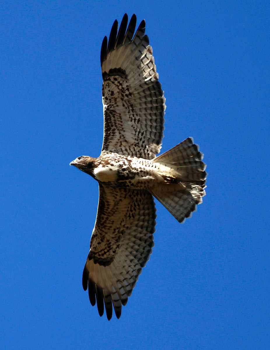 Red-tailed Hawk - ML642092397