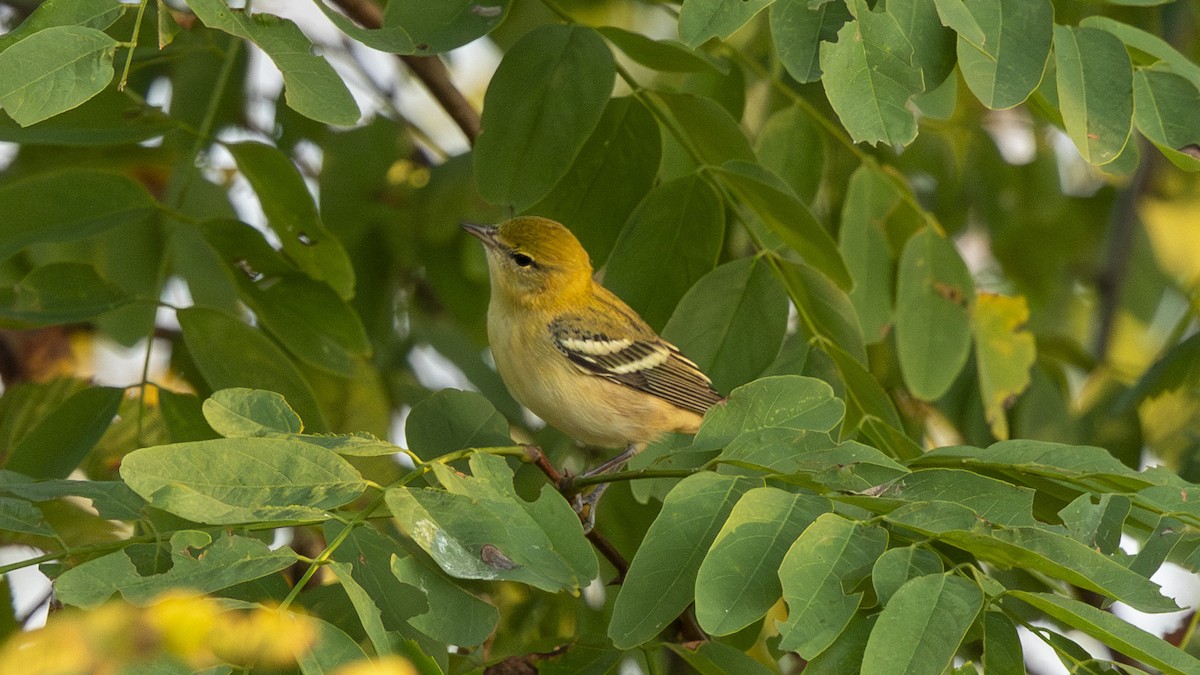 Bay-breasted Warbler - ML642092400