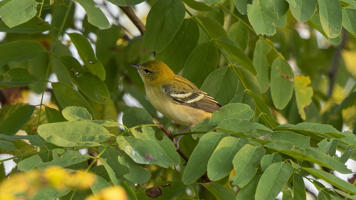 Bay-breasted Warbler - ML642092401