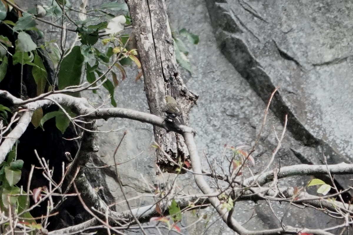 Yellow-rumped Honeyguide - ML642092407