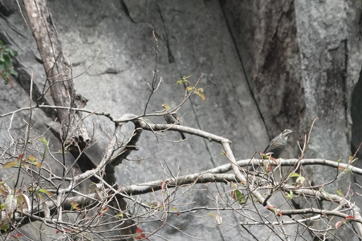 Yellow-rumped Honeyguide - ML642092408