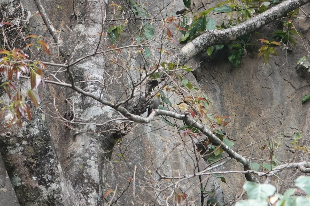 Yellow-rumped Honeyguide - ML642092409