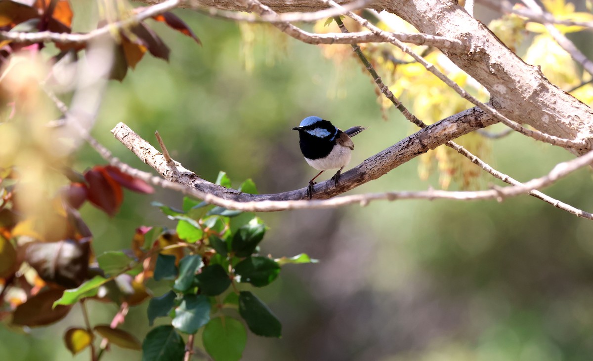 Superb Fairywren - ML642092412