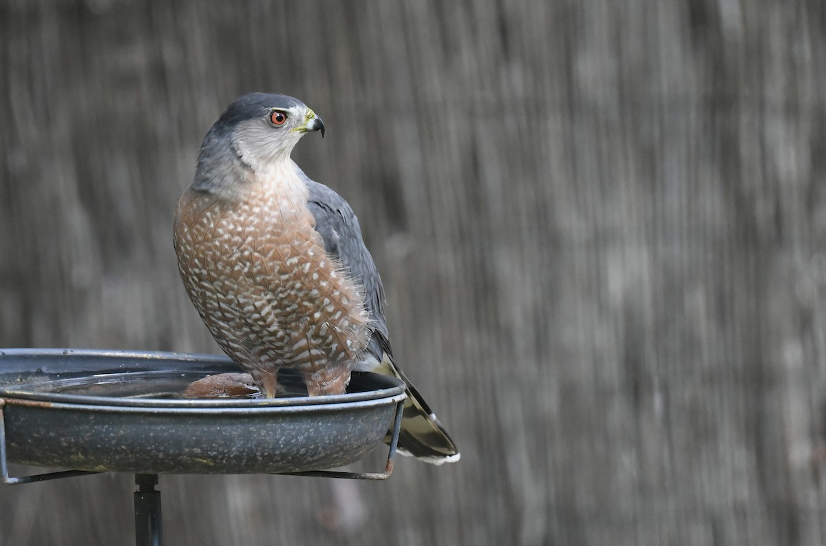 Cooper's Hawk - ML642092415