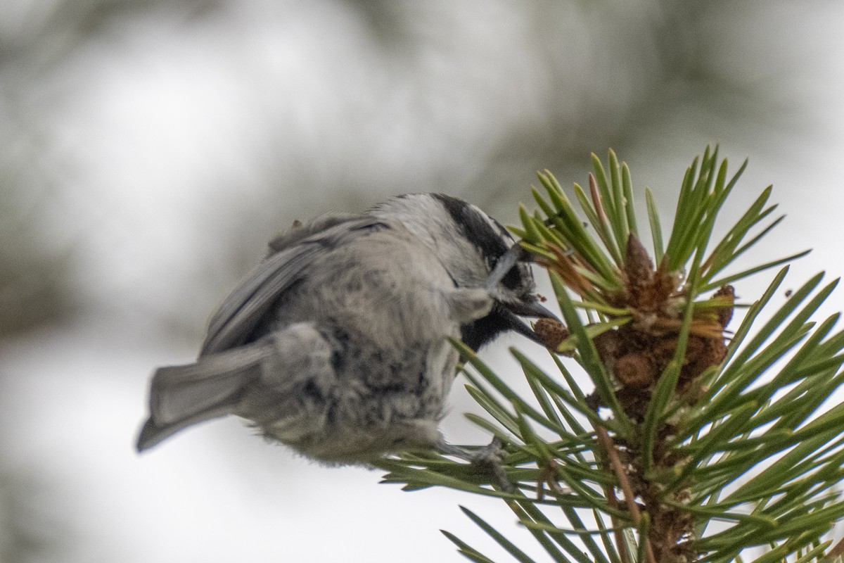 Mountain Chickadee - ML642092425