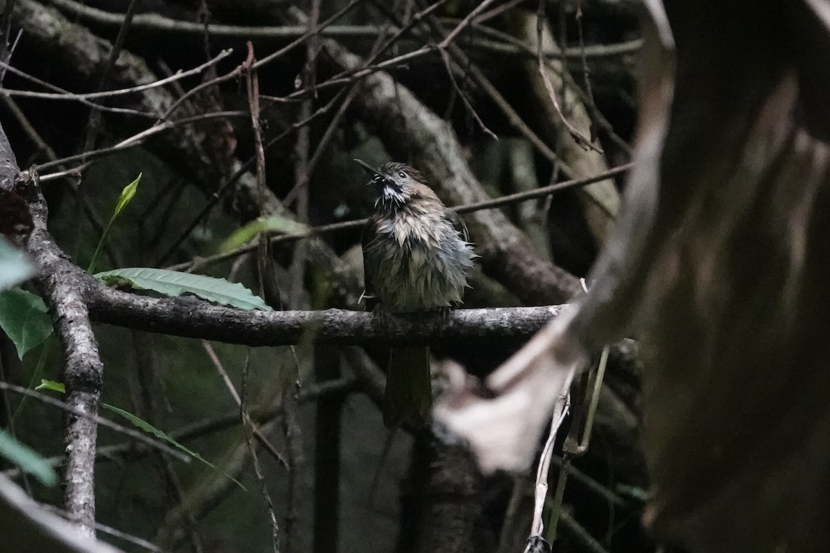 Mountain Bulbul - ML642092430
