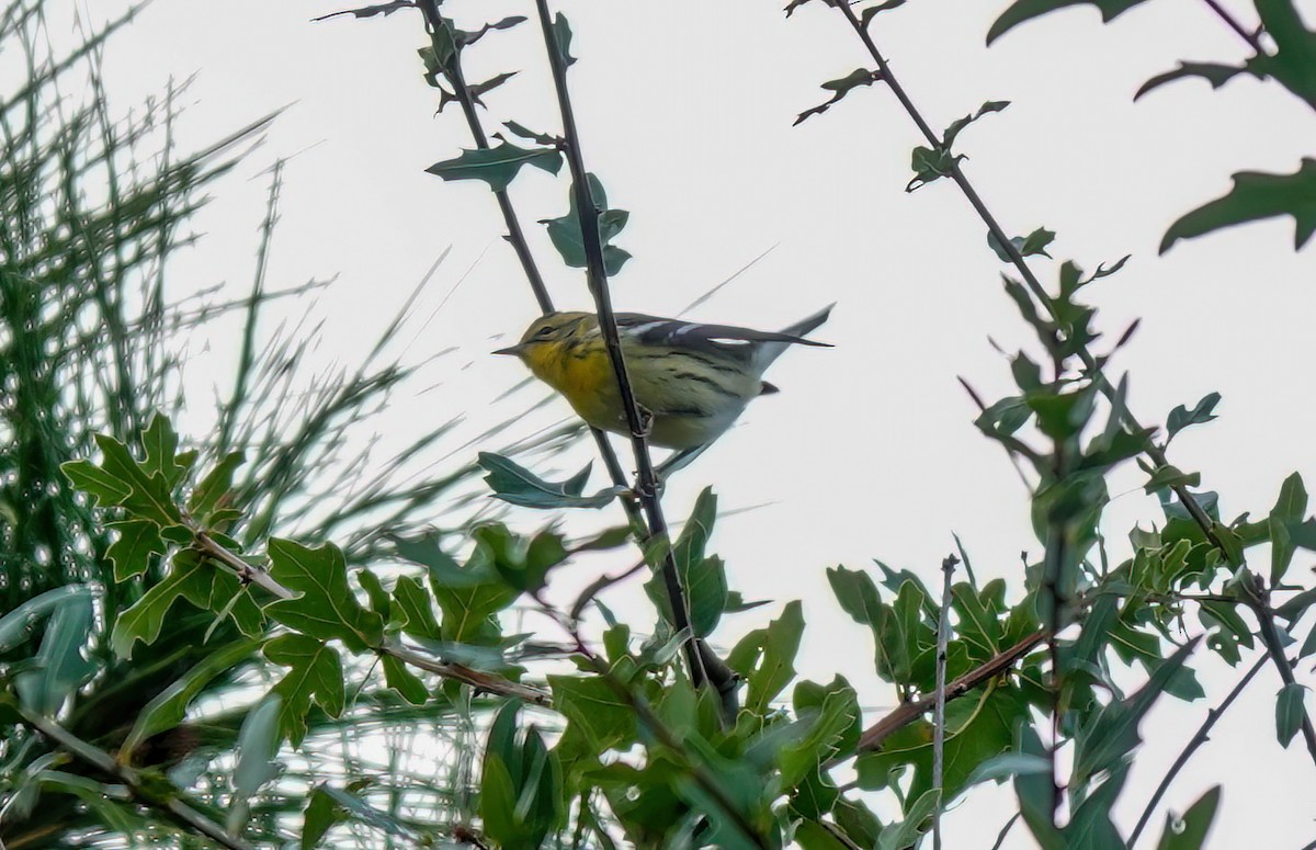 Blackburnian Warbler - ML642092432