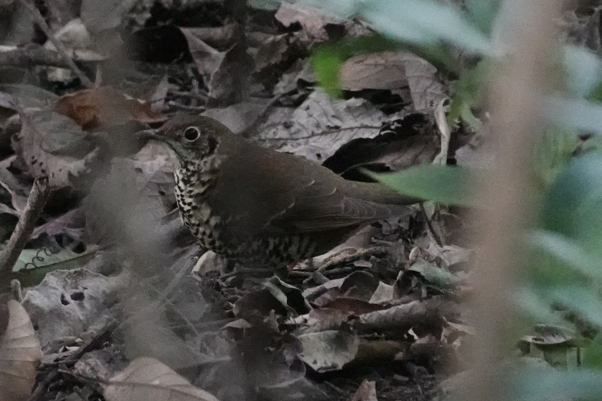 Long-tailed Thrush - ML642092444