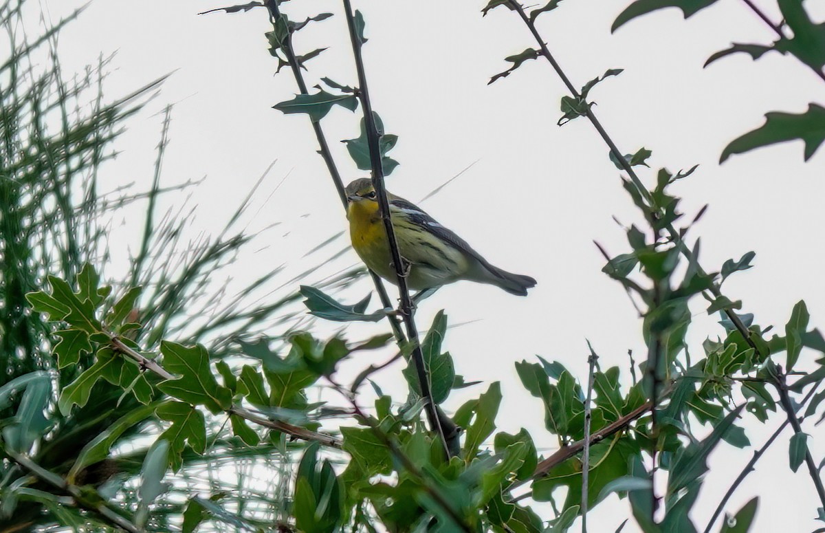 Blackburnian Warbler - ML642092447