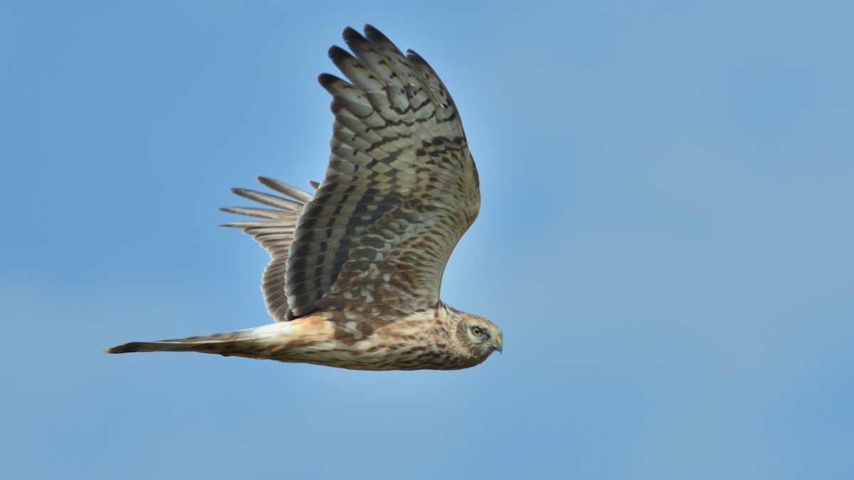 ハイイロチュウヒ - ML642092453