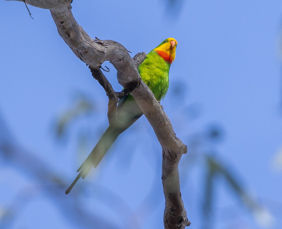 Perico Soberbio - ML642092458