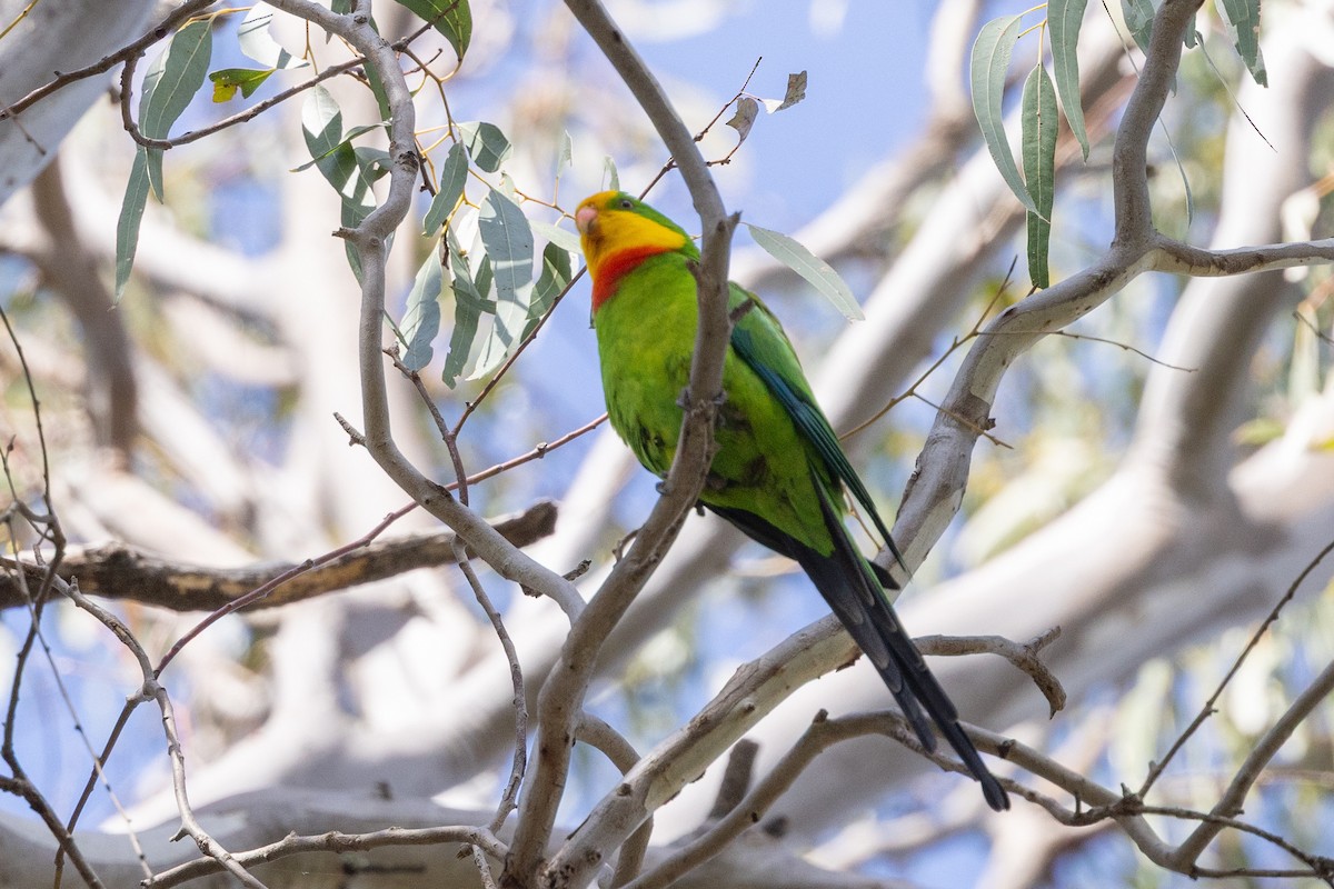Perico Soberbio - ML642092459