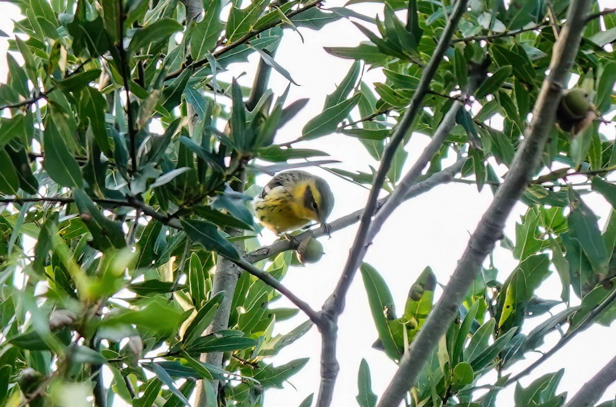 Blackburnian Warbler - ML642092472