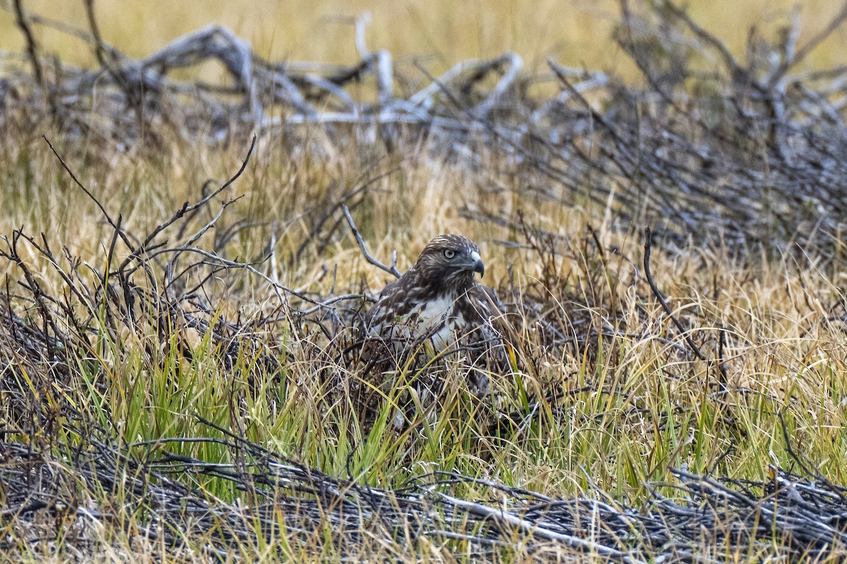 Red-tailed Hawk - ML642092479
