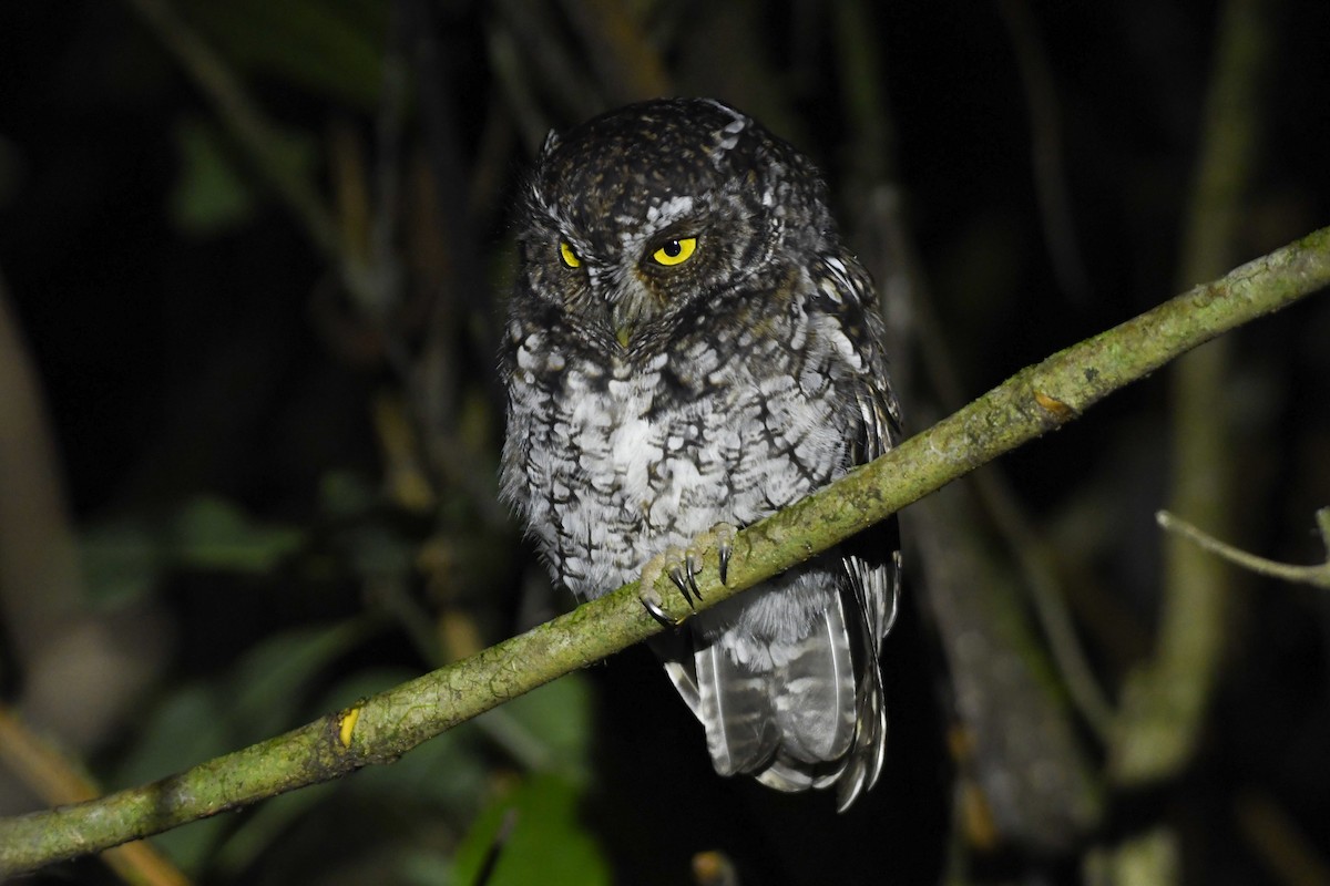 Bearded Screech-Owl - ML642092481
