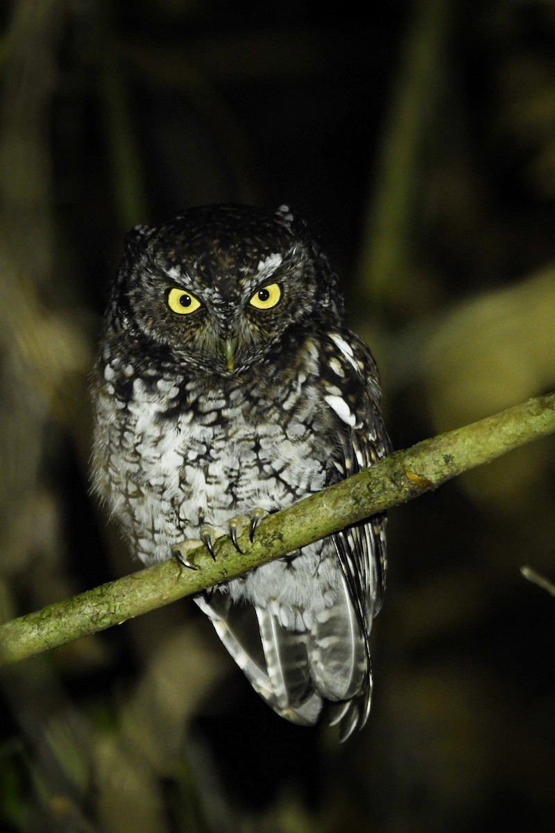 Bearded Screech-Owl - ML642092482
