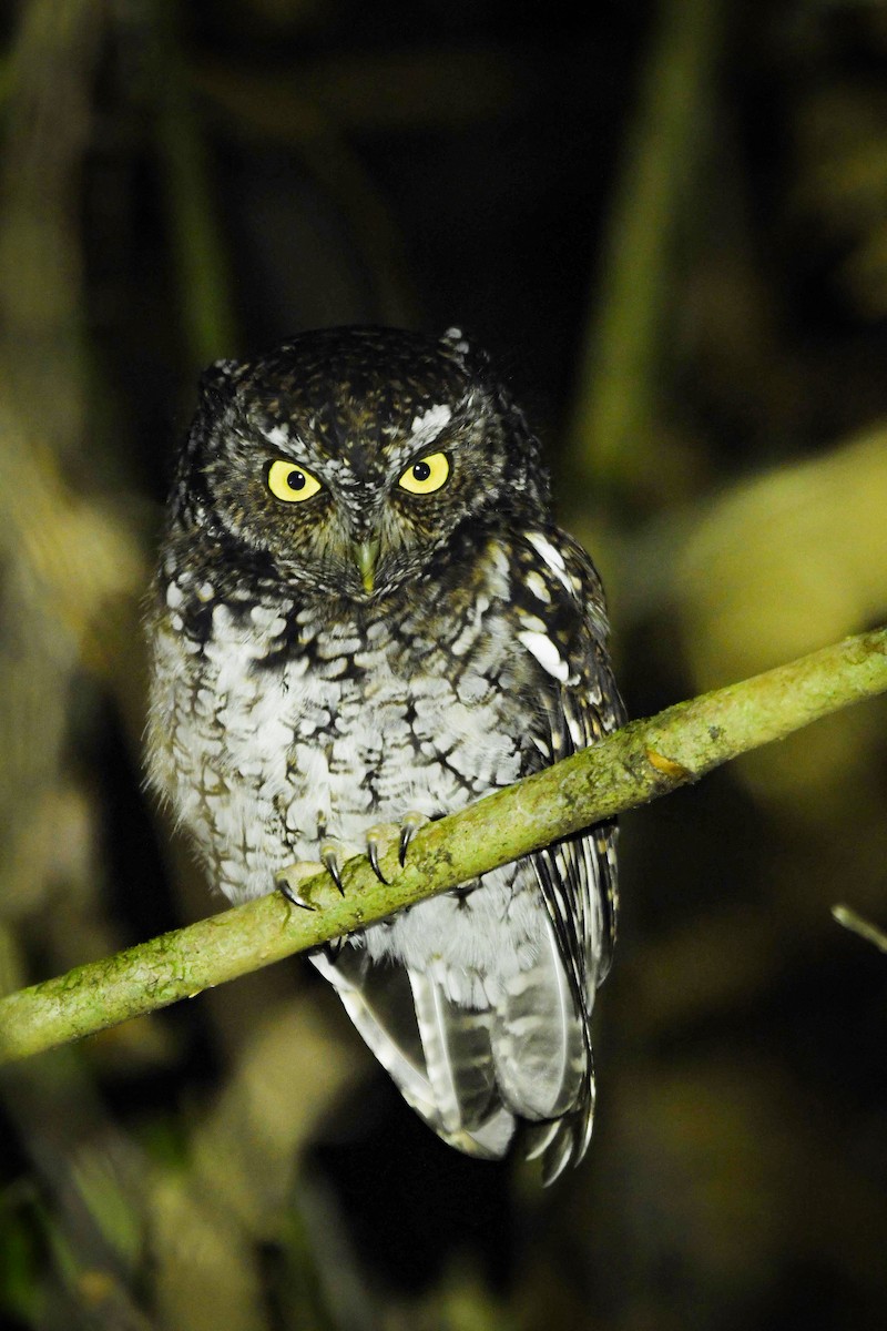 Bearded Screech-Owl - ML642092483