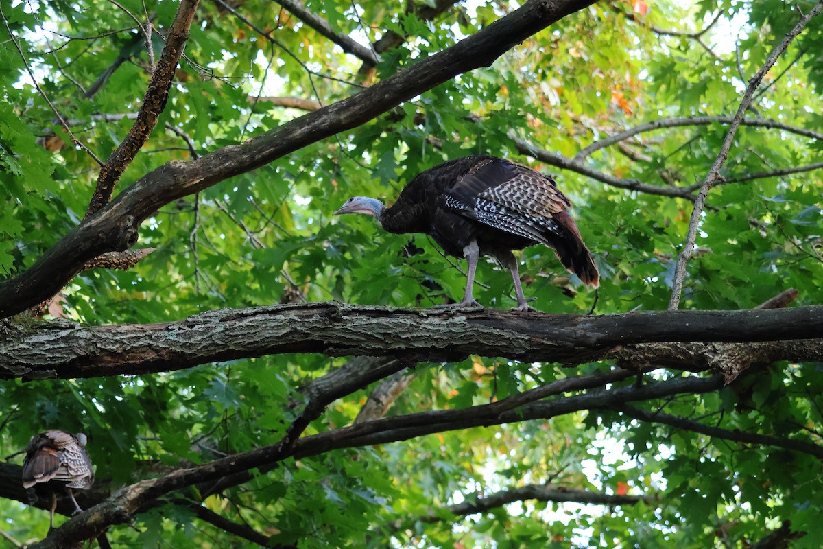 Guajolote Gallipavo - ML642092484