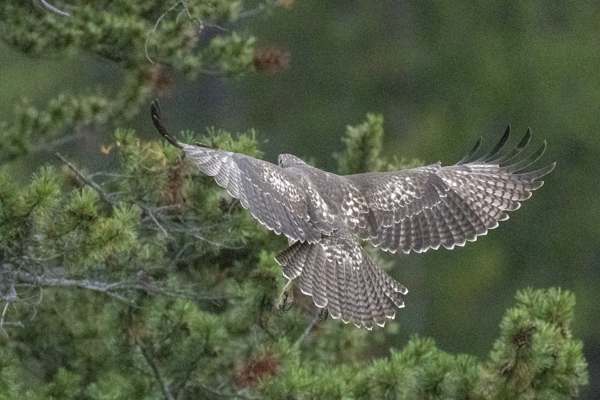 Red-tailed Hawk - ML642092486