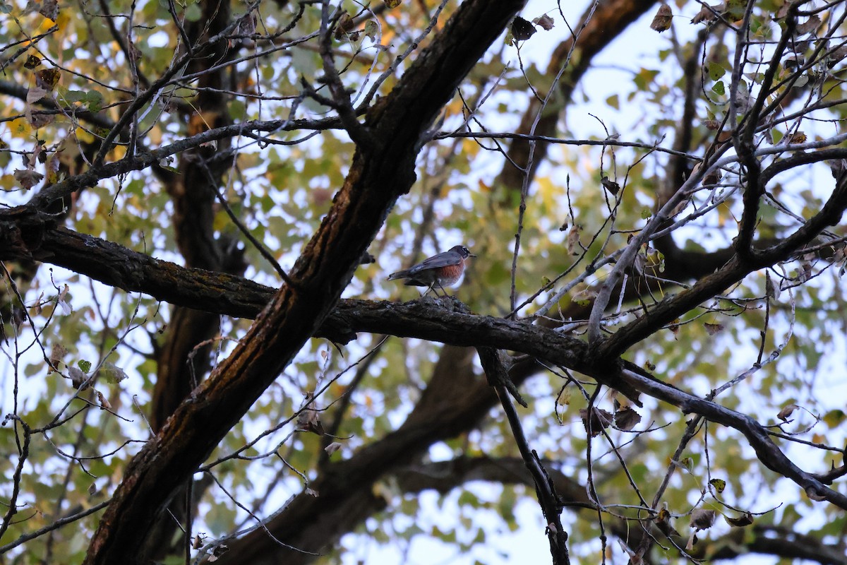 American Robin - ML642092490