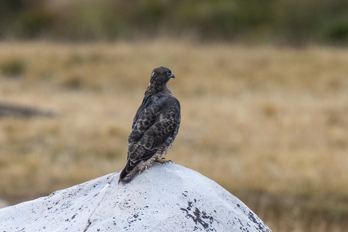 Red-tailed Hawk - ML642092491