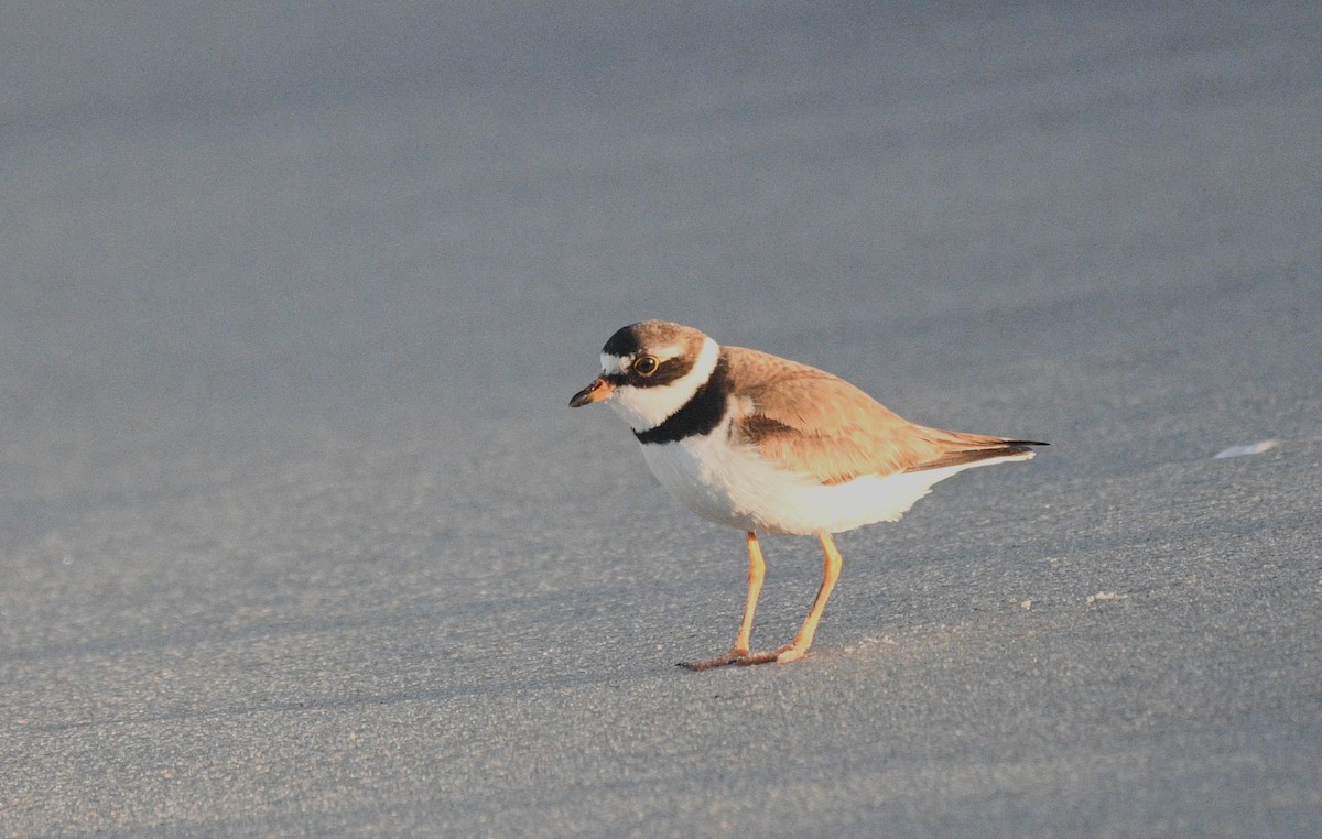 Semipalmated Plover - ML642092492