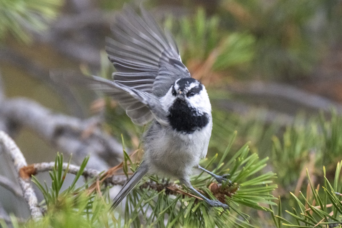 Mountain Chickadee - ML642092496