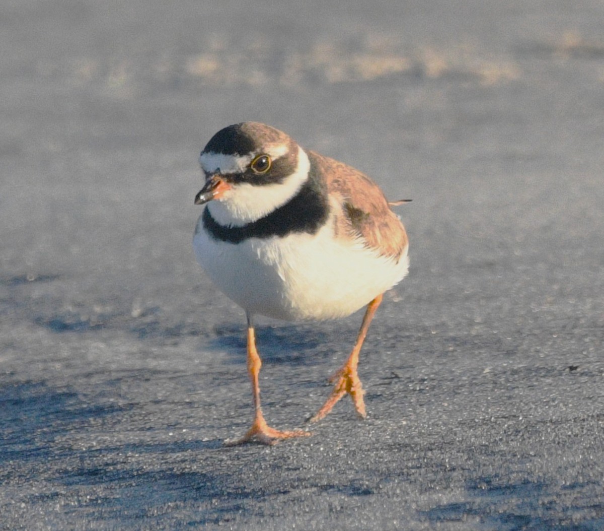 Semipalmated Plover - ML642092497