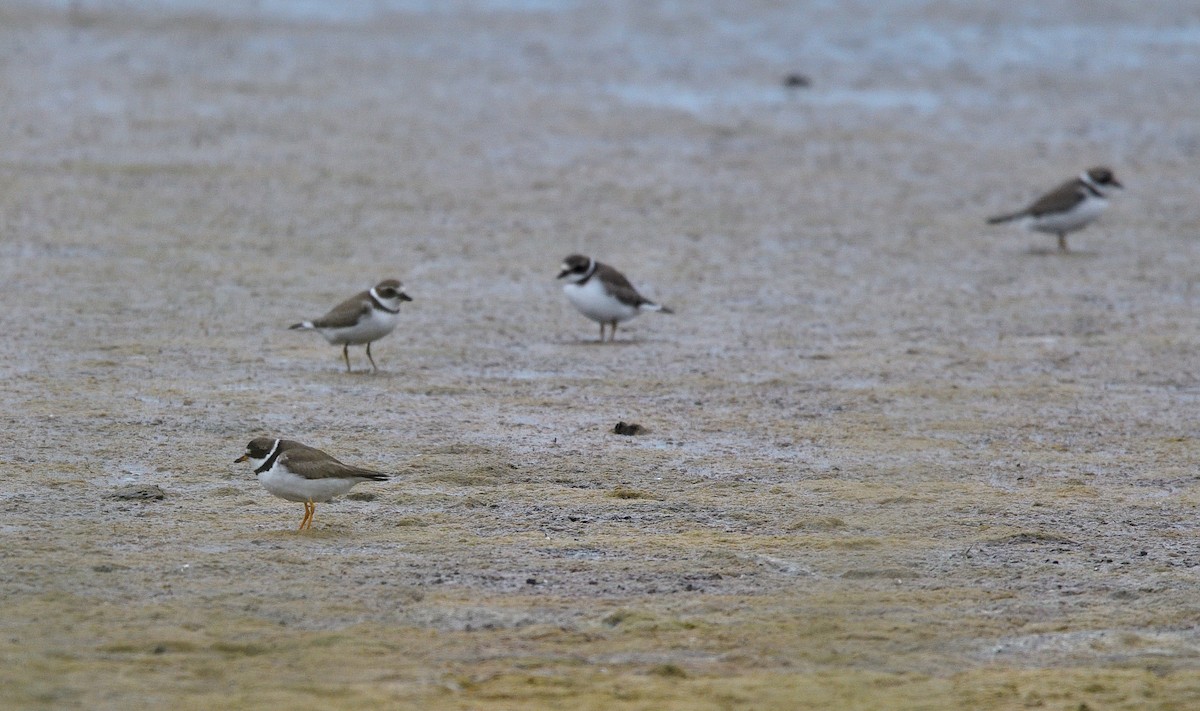 Semipalmated Plover - ML642092498