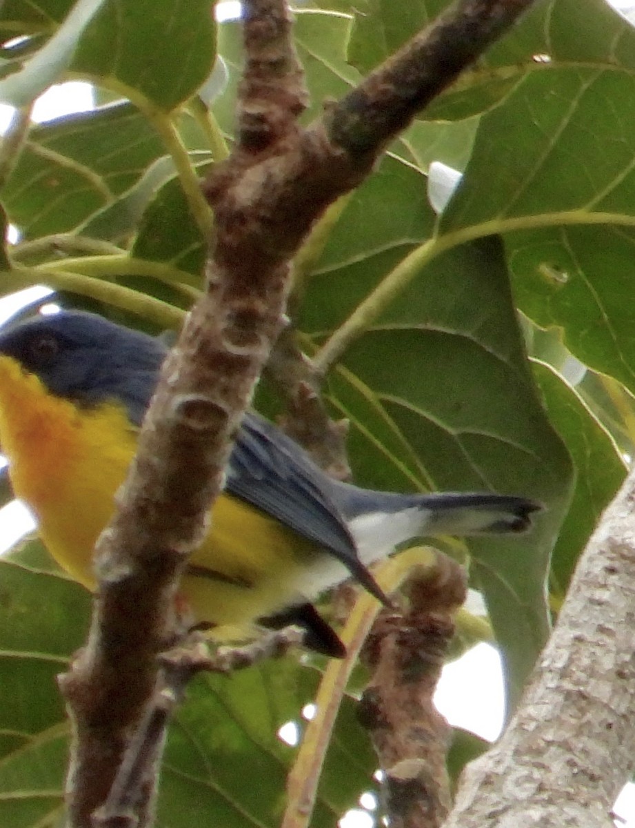 Tropical Parula - ML642092499