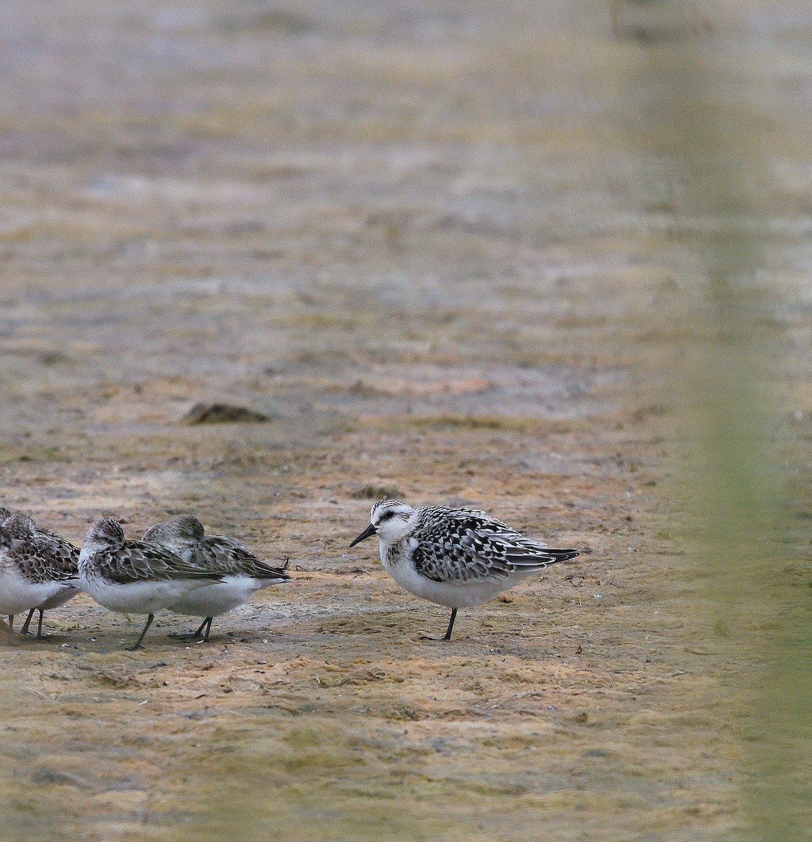 Sanderling - ML642092504