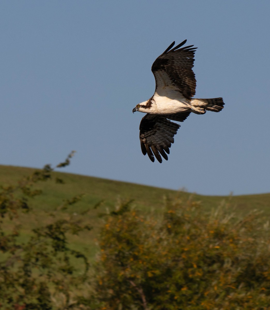 Osprey - ML642092506