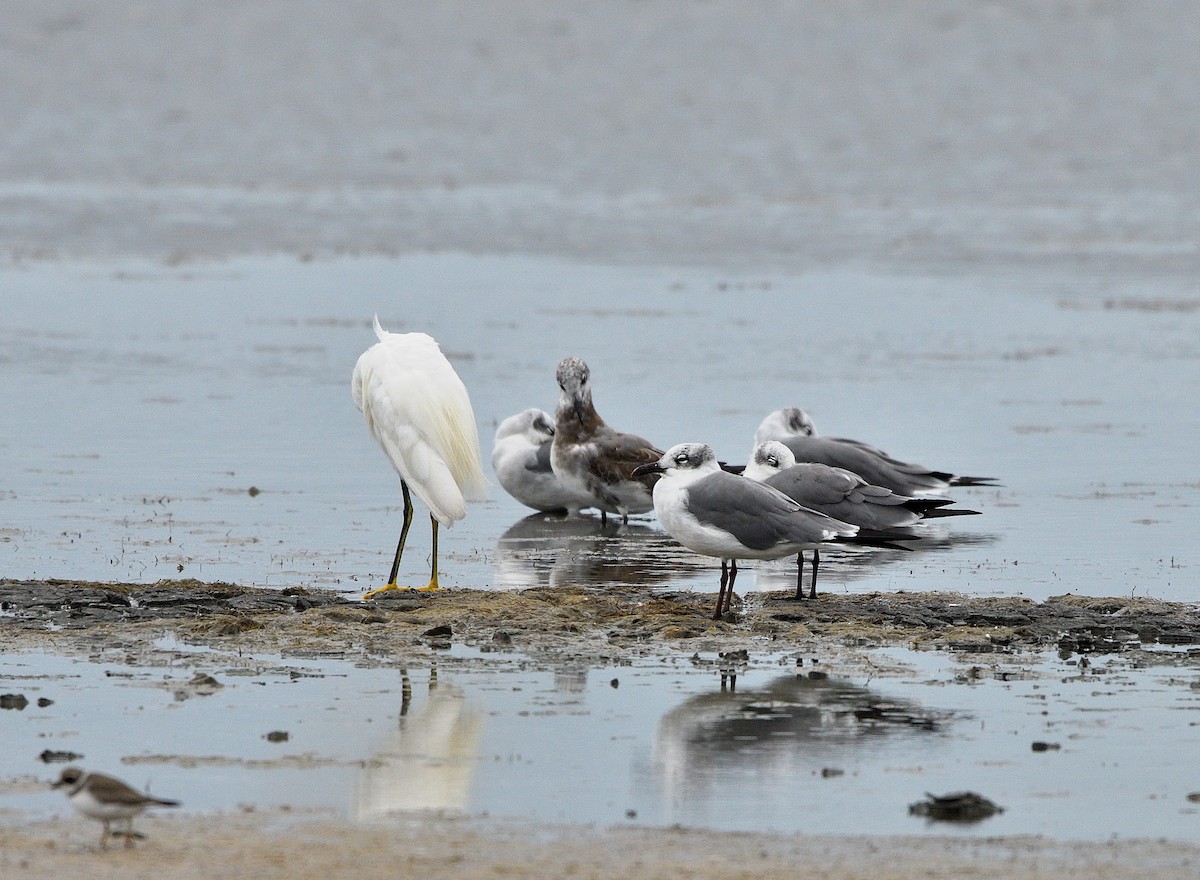 Laughing Gull - ML642092507