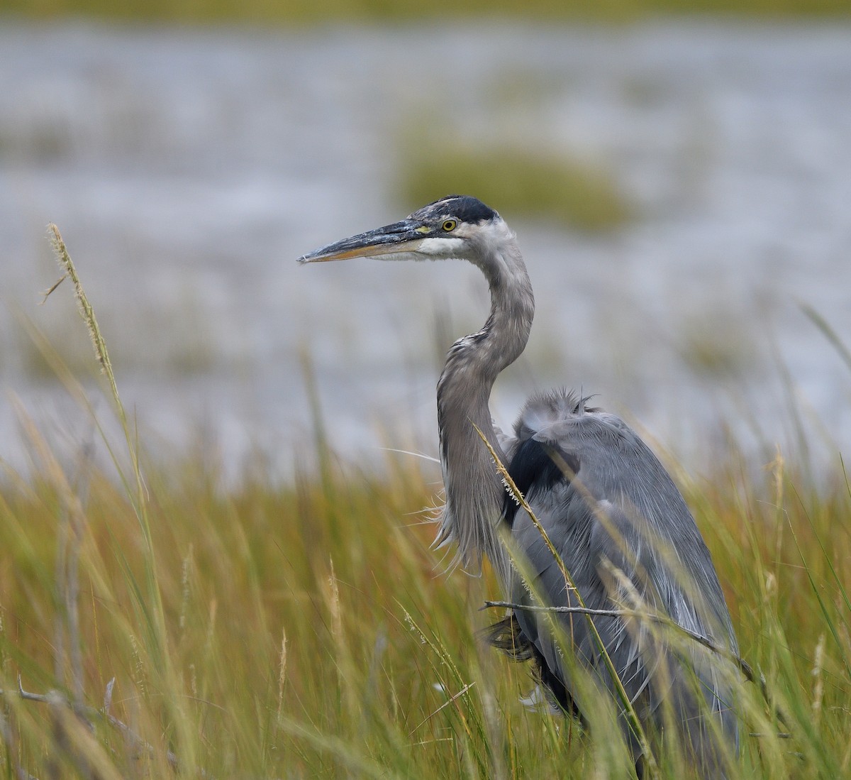Great Blue Heron - ML642092510