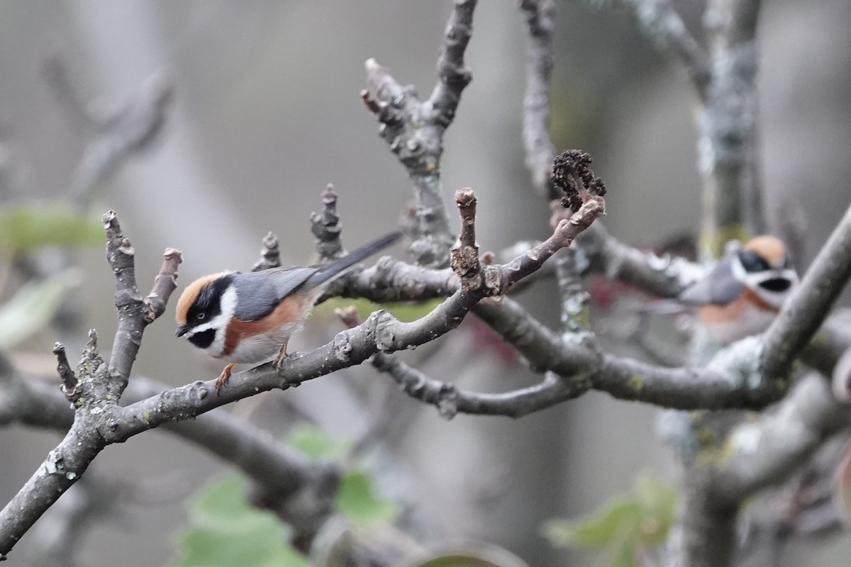 Black-throated Tit - ML642092511