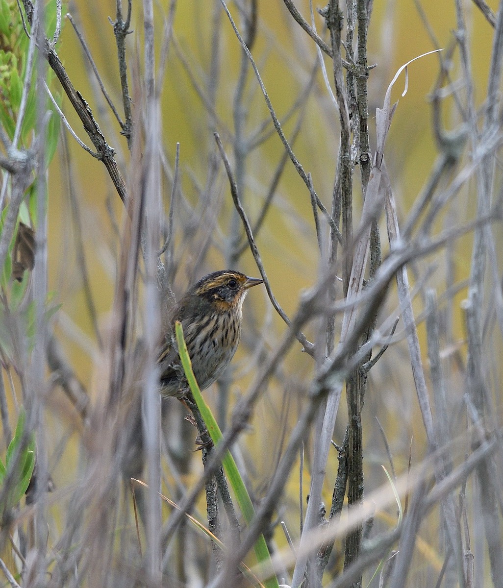 Saltmarsh Sparrow - ML642092517