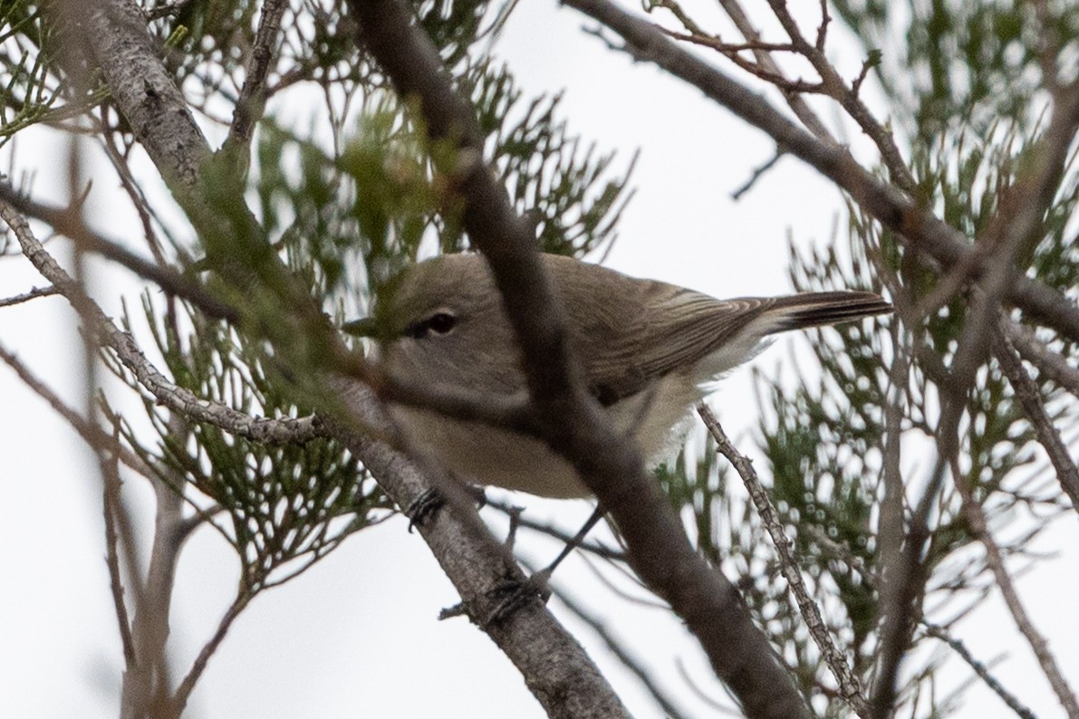 Western Gerygone - ML642092519