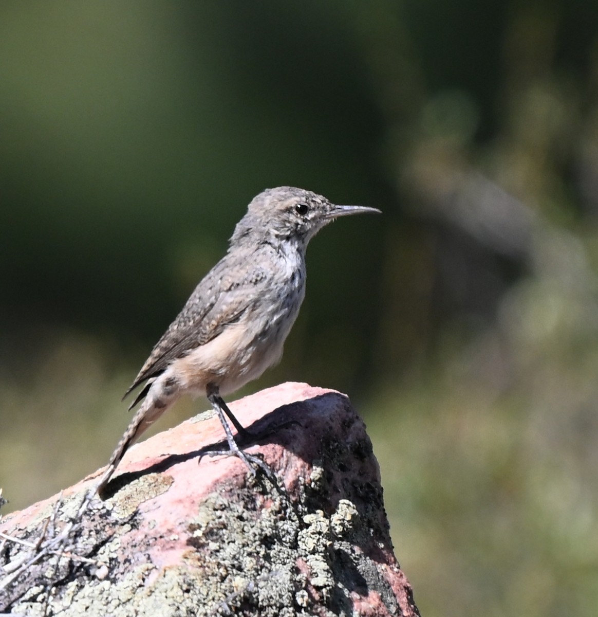 Rock Wren - ML642092528