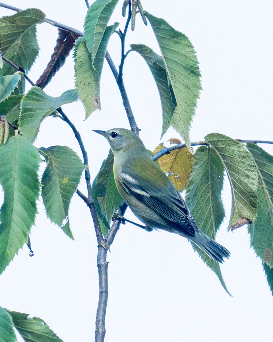 Northern Parula - ML642092543