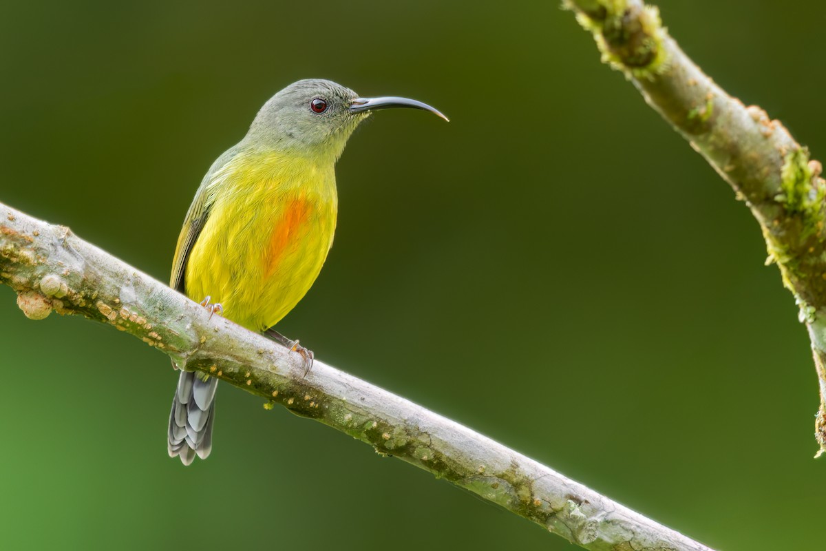 Lina's Sunbird - ML642092544